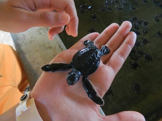 Kosgoda Turtle Hatchery