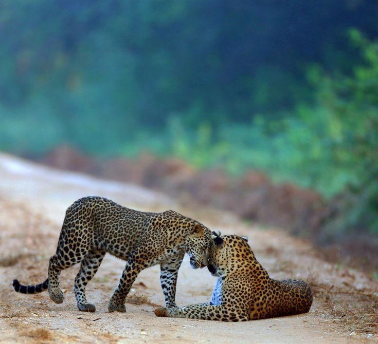 Yala National Park Safari Adventure